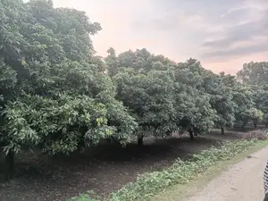 Litchi Garden for Sale