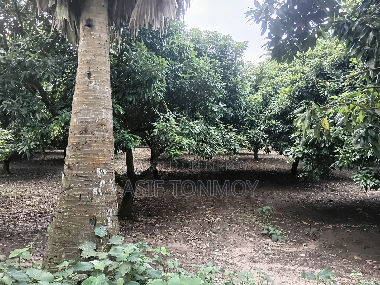 Litchi Garden for Sale