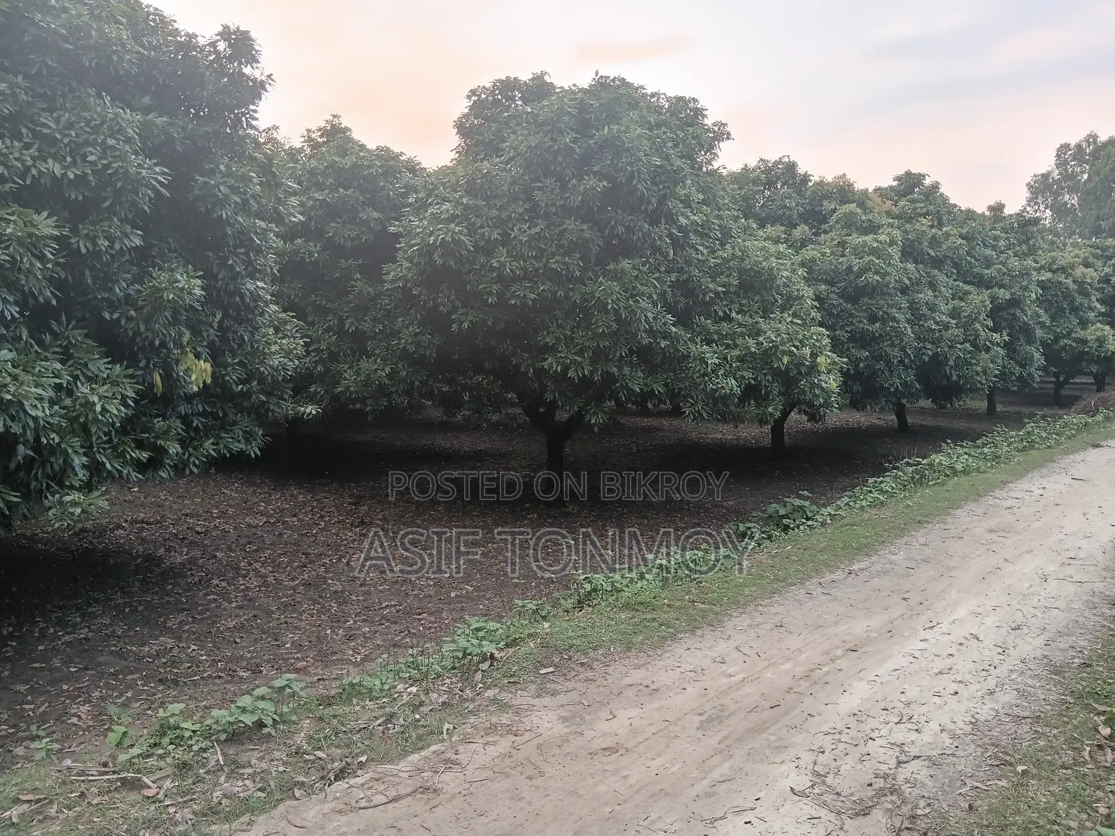 Litchi Garden for Sale