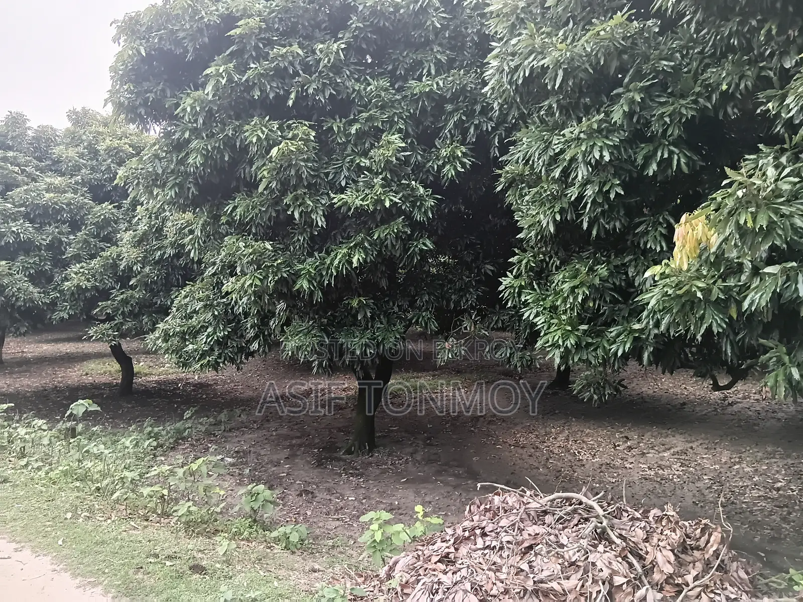 Litchi Garden for Sale