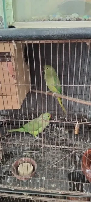 টিয়াপাখি,
