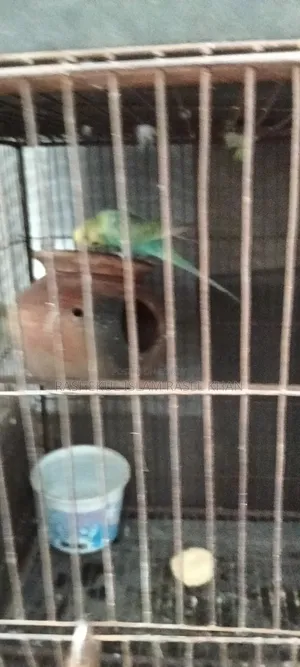 টিয়াপাখি,