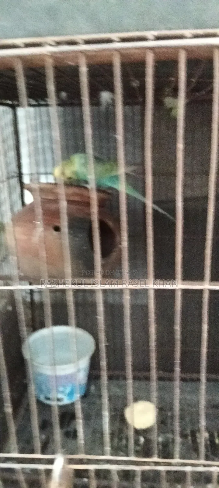টিয়াপাখি,