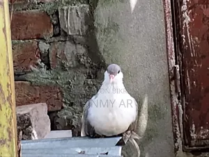 একজোড়া সিরাজি কবুতর বিক্রি হবে