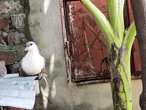 একজোড়া সিরাজি কবুতর বিক্রি হবে