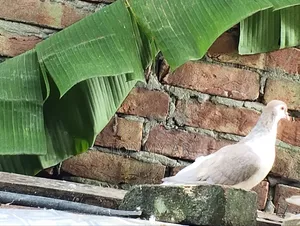 একজোড়া সিরাজি কবুতর বিক্রি হবে
