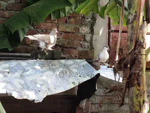 একজোড়া সিরাজি কবুতর বিক্রি হবে