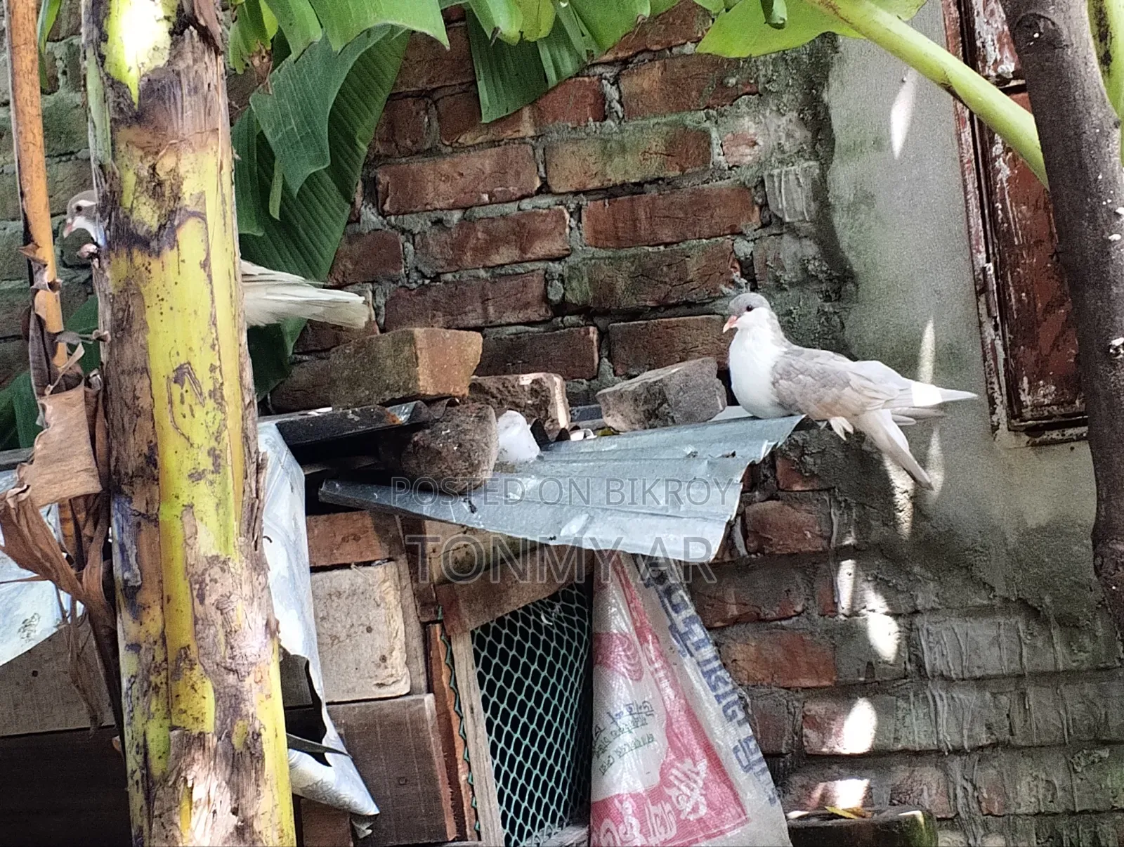 একজোড়া সিরাজি কবুতর বিক্রি হবে