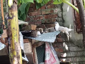 একজোড়া সিরাজি কবুতর বিক্রি হবে