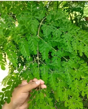 Homemade Hygienic Moringa Leaf Powder | Natural Nutrition Care