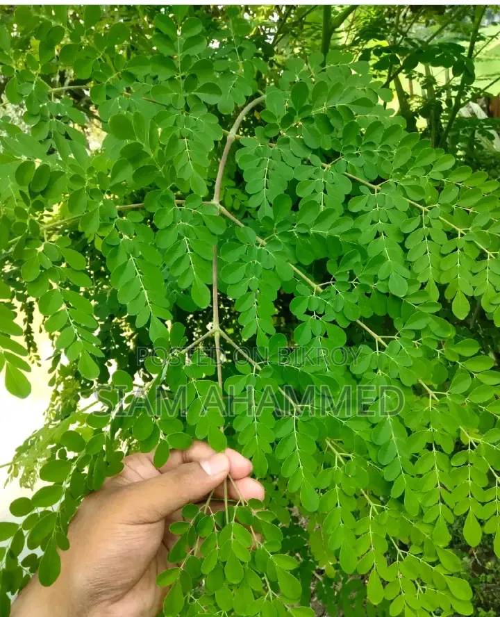 Homemade Hygienic Moringa Leaf Powder | Natural Nutrition Care