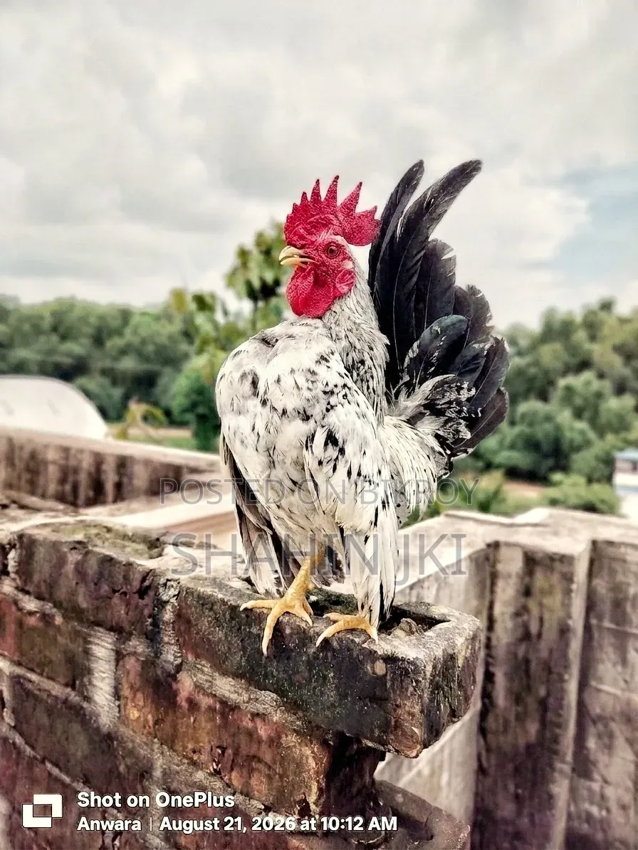 Malaysian Serama
