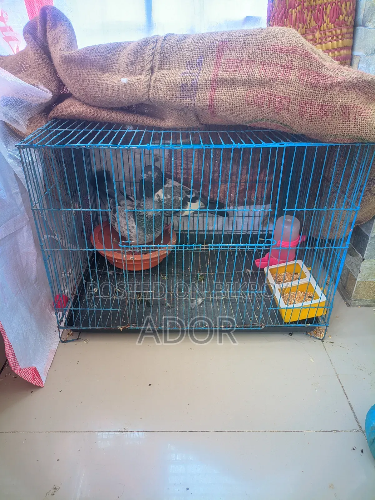 কাঁচা সহ কবুতর