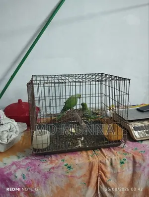 Indian Ringneck Parrot
