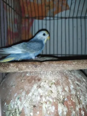 বাড্রিগার পাখি