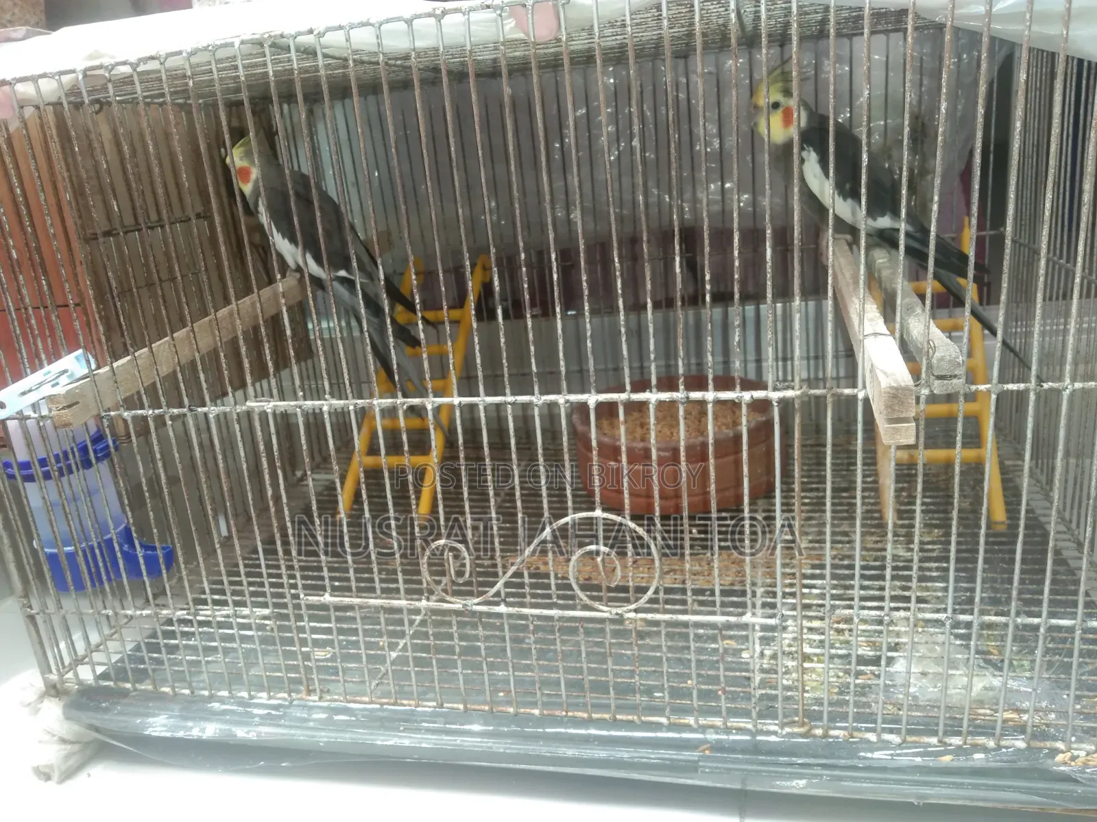 ককাটু জোড়া