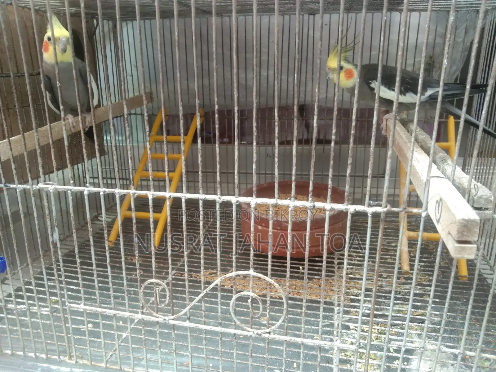 ককাটু জোড়া