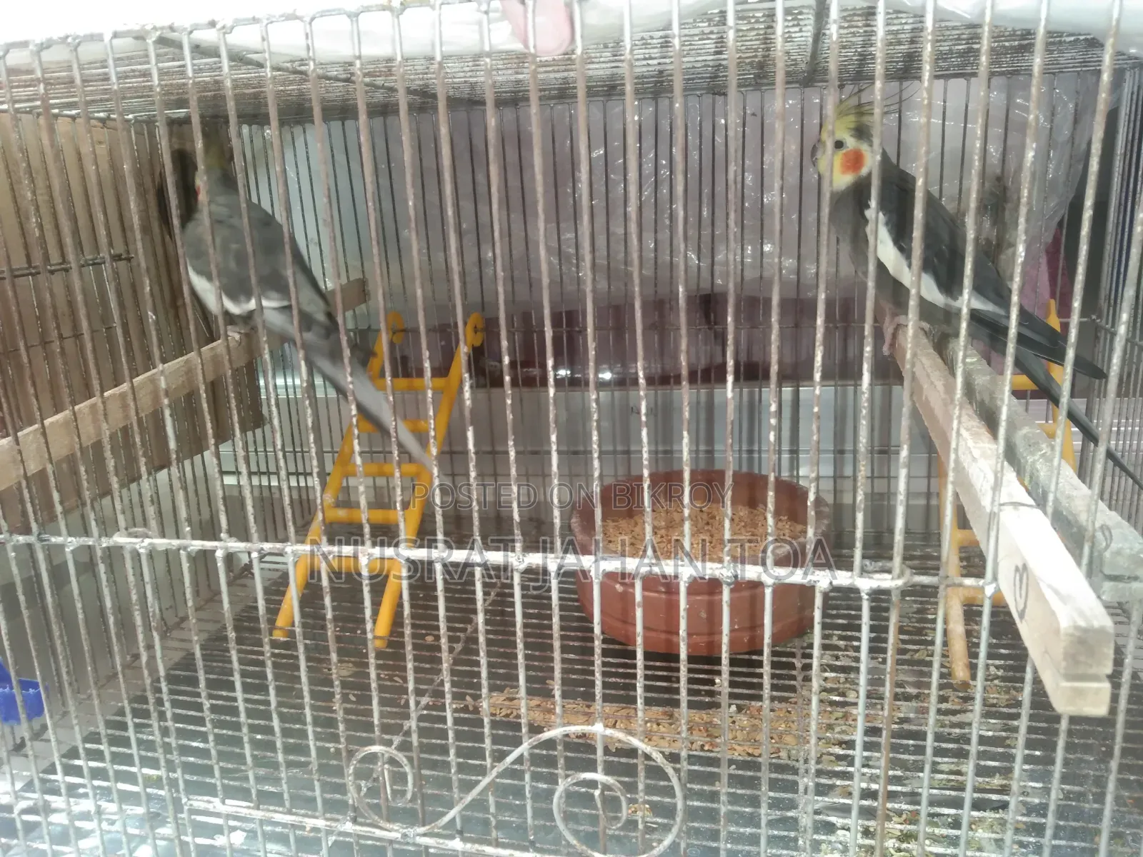 ককাটু জোড়া