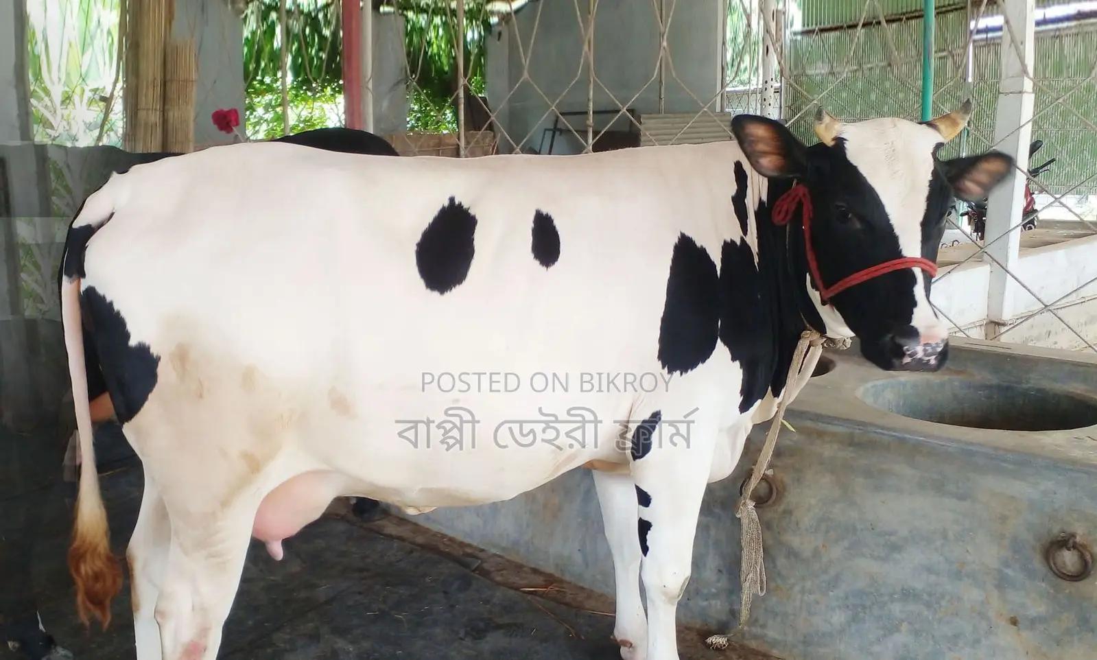 ১৫৭১ নং গাভী গরু বকনা বছুর আছে।