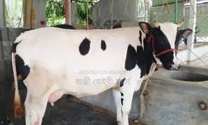 ১৫৭১ নং গাভী গরু বকনা বছুর আছে।