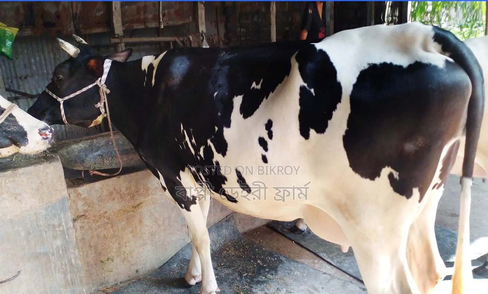 Cow number 1572 will be sold.