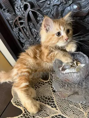 1-3 Months Male Purebred Persian