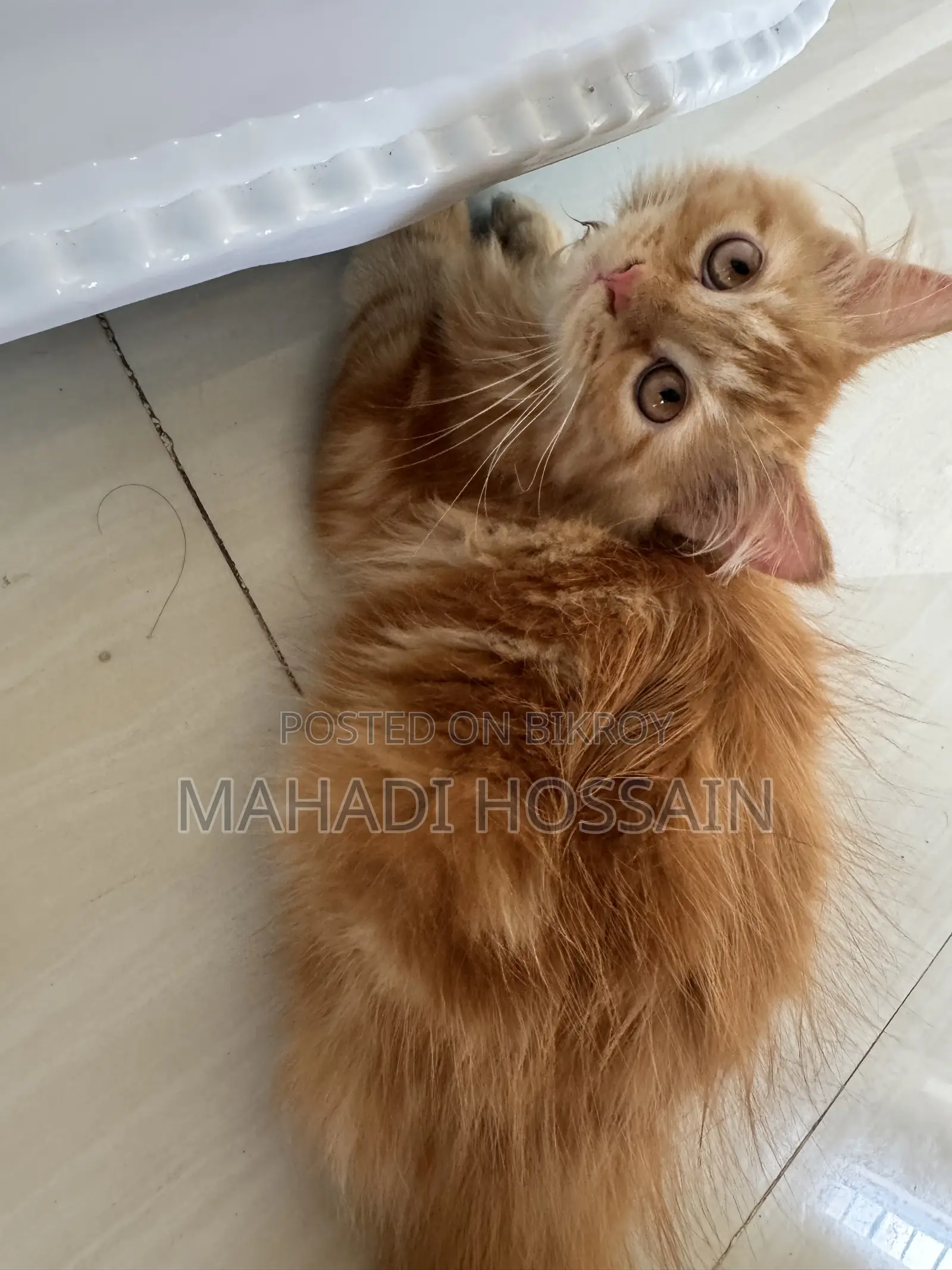 1-3 Months Male Purebred Persian