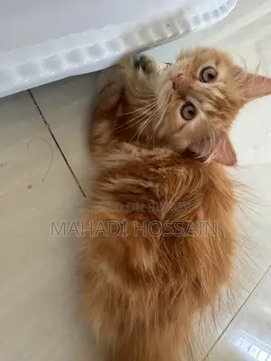 1-3 Months Male Purebred Persian
