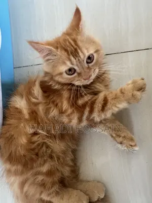 1-3 Months Male Purebred Persian