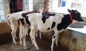 1574 Buy 3 heifer calves for rearing at a low price.