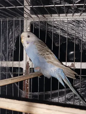 ফুল সেটআপ সেল করব