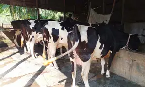 ১৫৭৫ নং ৫টি গাভী গরু কিনুন ভালো জাতের।