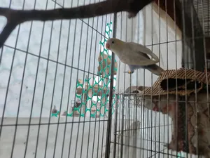 ১টি লুটিনো ফিশার ফিমেল এবং ১টি বিএলডব্লিউ প্যাস্টেল ফিমেল। দুজনেই ১৫ মাস বয়স