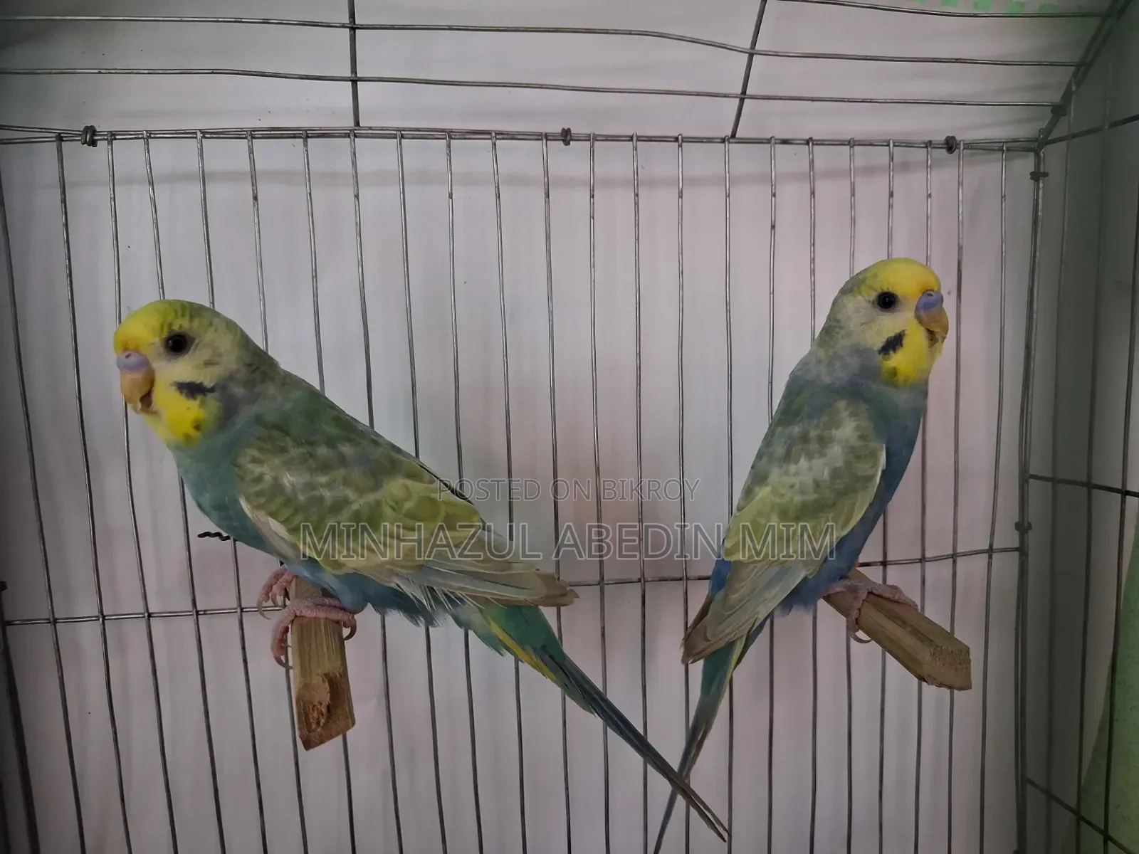 রেইনবো বাজিমার
