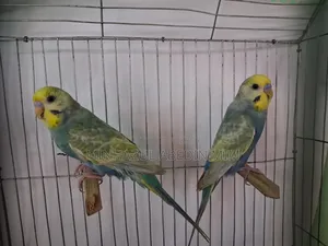 রেইনবো বাজিমার