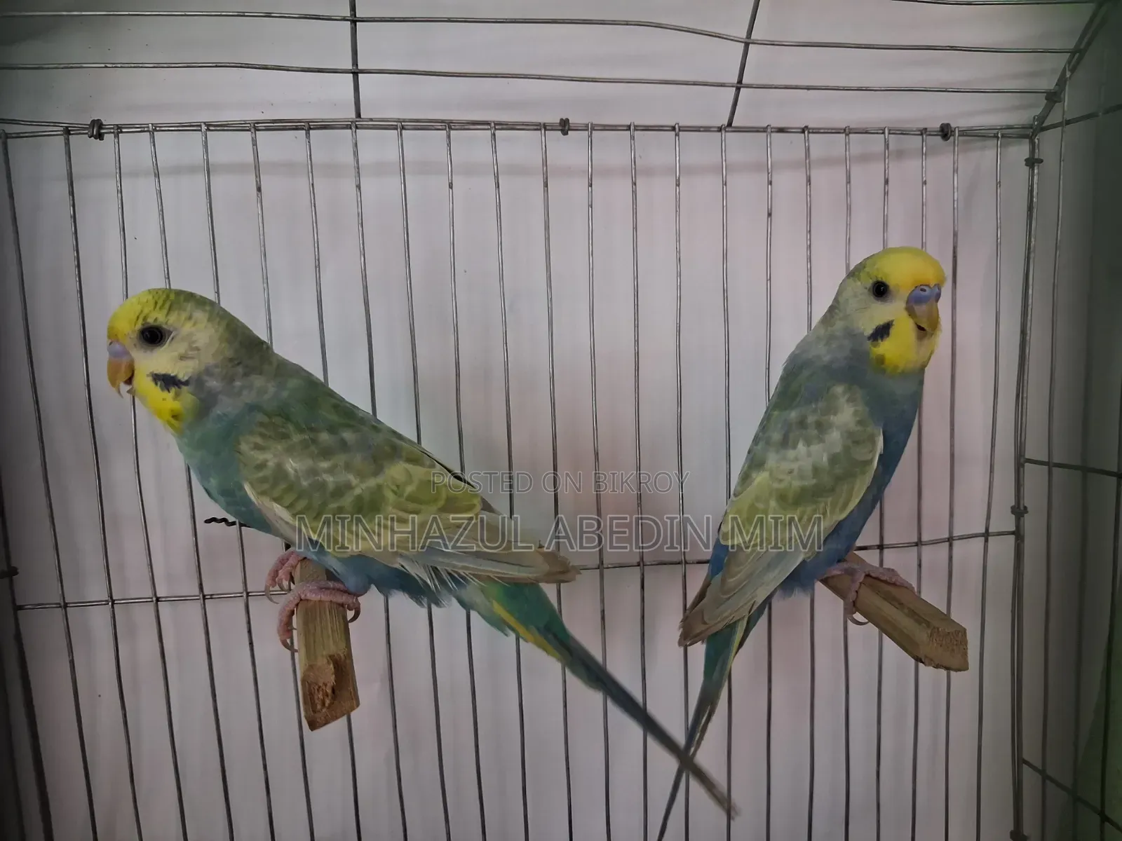 রেইনবো বাজিমার