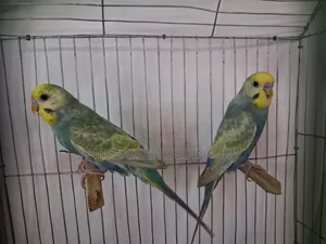 রেইনবো বাজিমার
