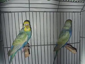 রেইনবো বাজিমার