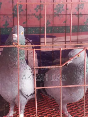 রানিং বুনো কবুতর