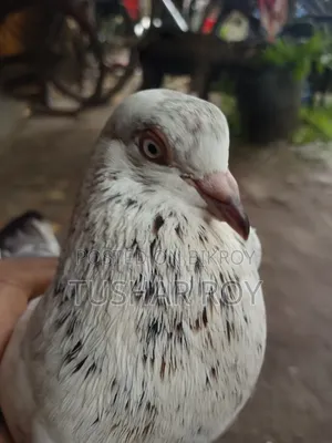 কালদম কোবতার