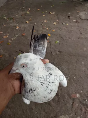 কালদম কোবতার
