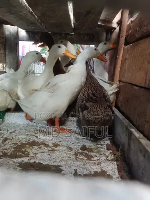 Local ducks and Belgian ducks