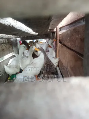 Local ducks and Belgian ducks