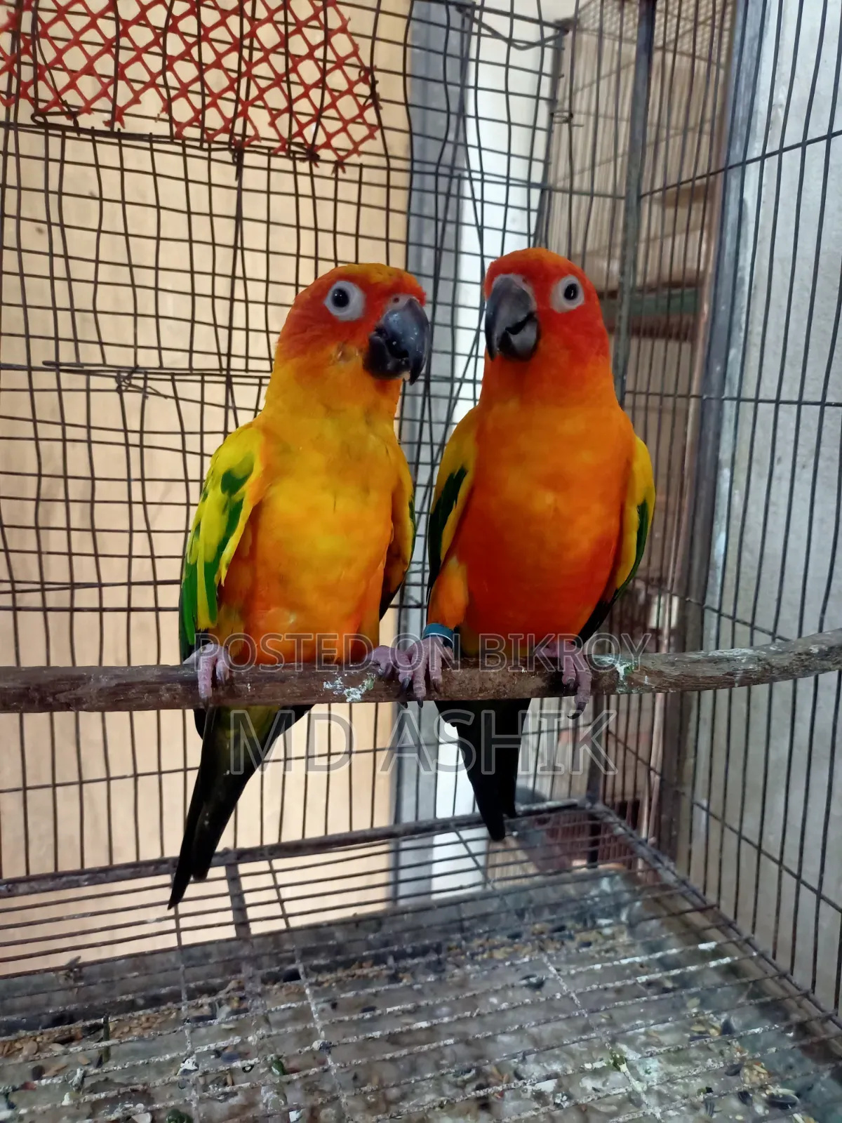 সান কনুর ব্রিডিং পেয়ার রেড ডমিনাস