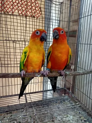 সান কনুর ব্রিডিং পেয়ার রেড ডমিনাস