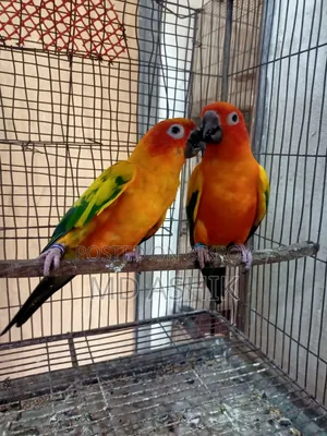 সান কনুর ব্রিডিং পেয়ার রেড ডমিনাস