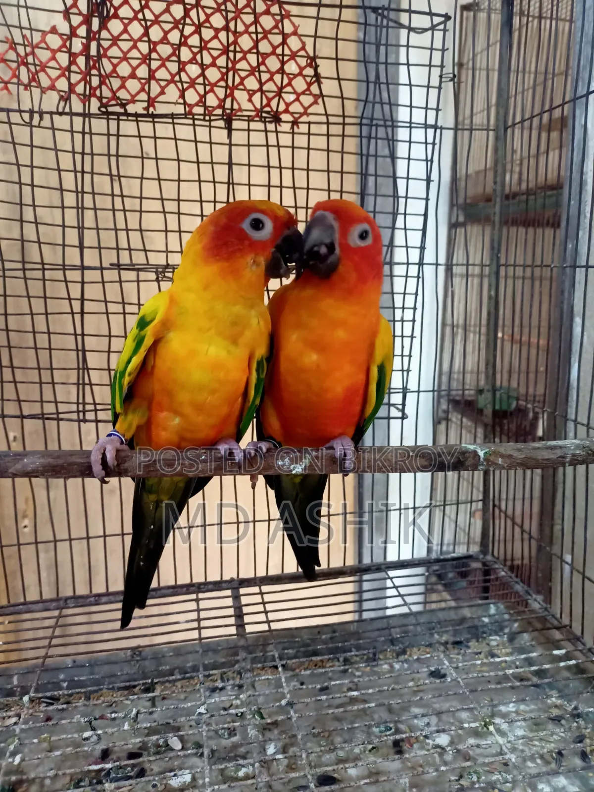 সান কনুর ব্রিডিং পেয়ার রেড ডমিনাস