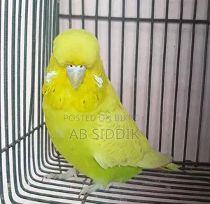 ইংলিশ বাজেরিগার ফিমেল