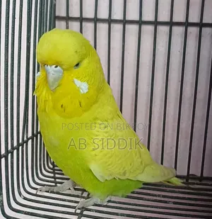 English Budgerigar Female