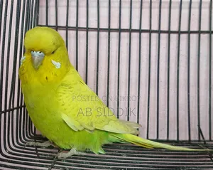 English Budgerigar Female